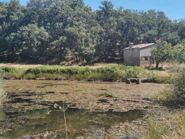 Terreno rústico en venta en Jarandilla de la Vera