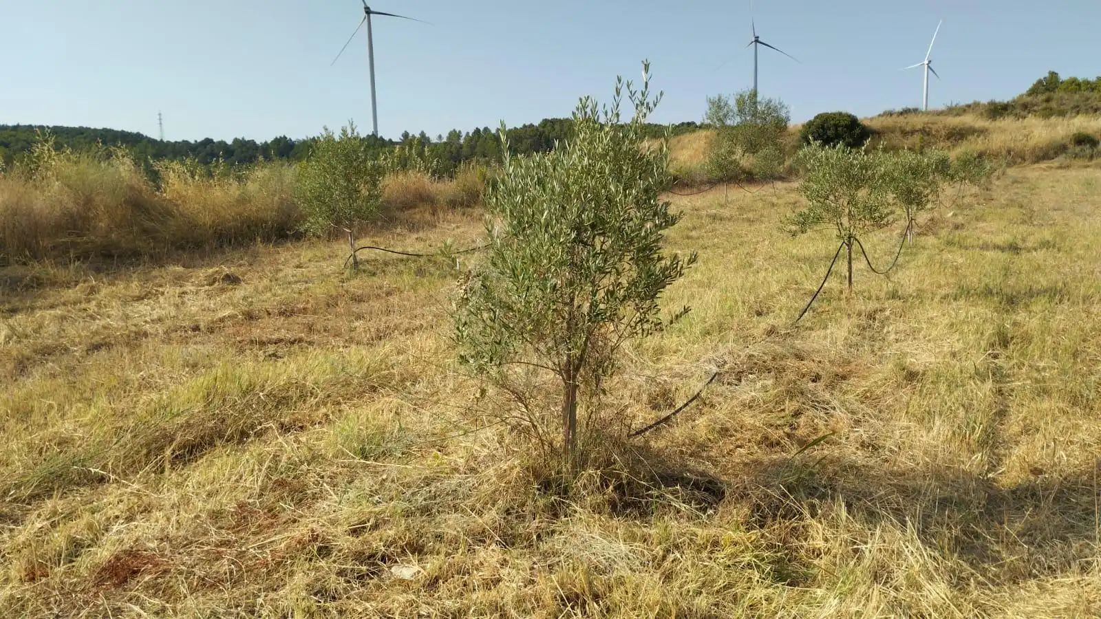 Terreno rústico en venta en Vilalba dels Arcs, imagen 5