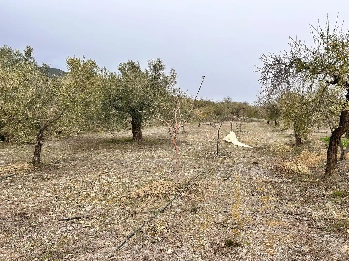 Finca rústica en venda en Abrucena