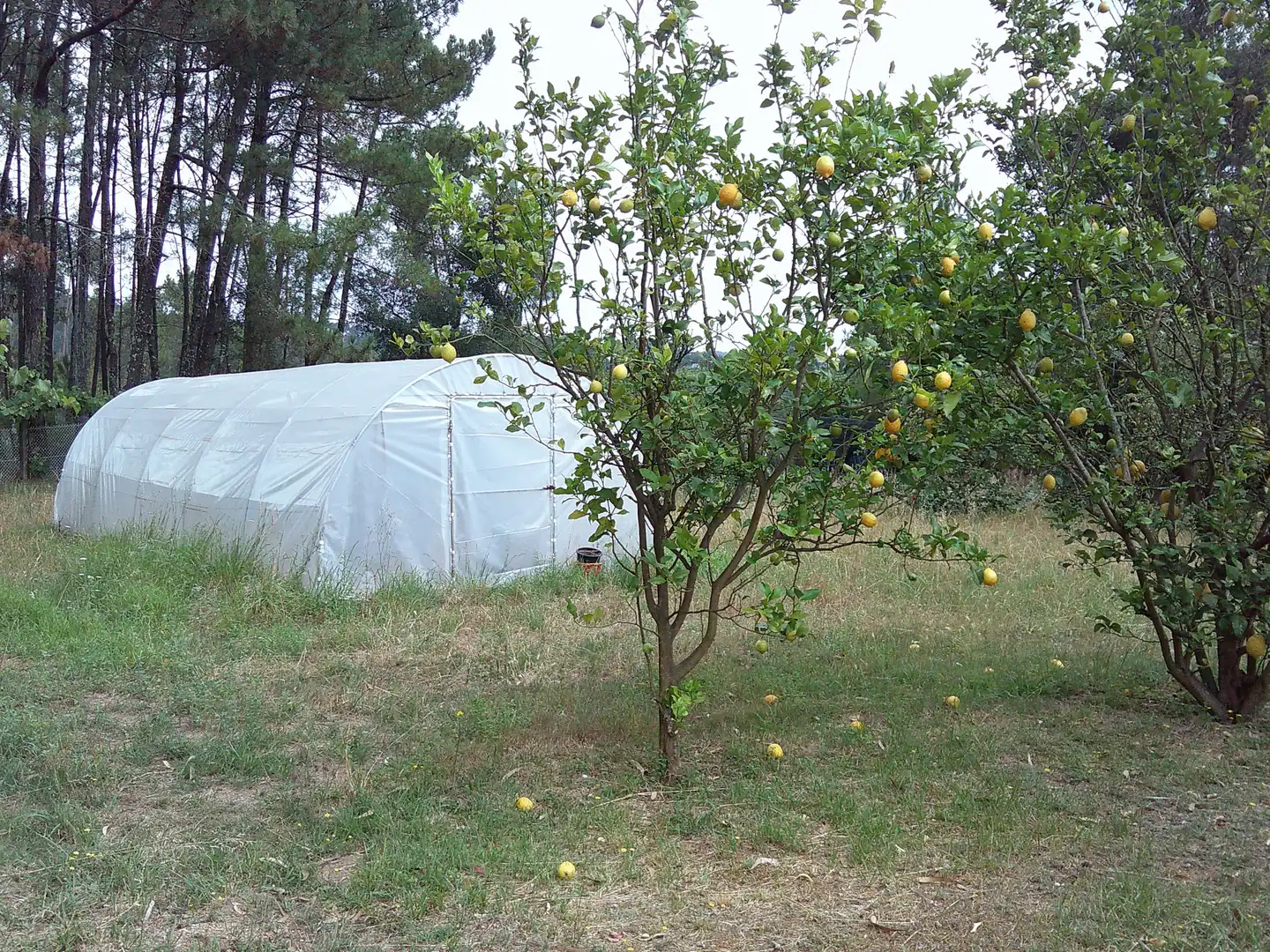 Jardí de Casa o xalet en venda en Ribadumia amb Terrassa, Moblat i Balcó