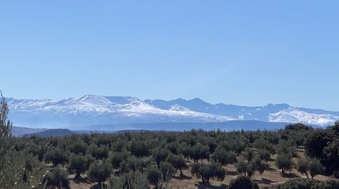 Finca de olivos Jaén, immagine 4