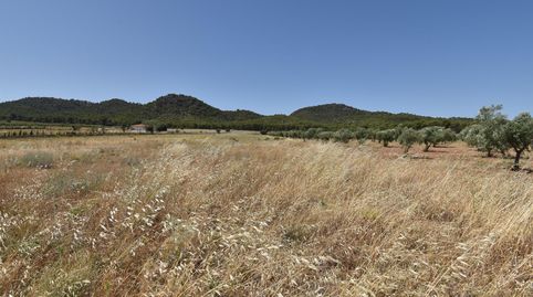 Finca de 27.715 metros a escasos metros del Cajiz de San Gregorio