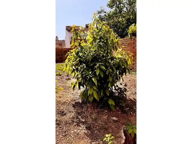 Jardí de Casa o xalet en venda en Gandia amb Jardí privat, Terrassa i Piscina
