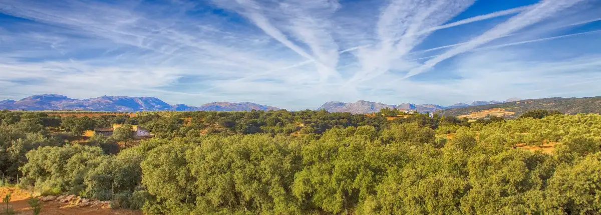 Finca rústica en venta en Ronda con Jardín privado, Terraza y Piscina