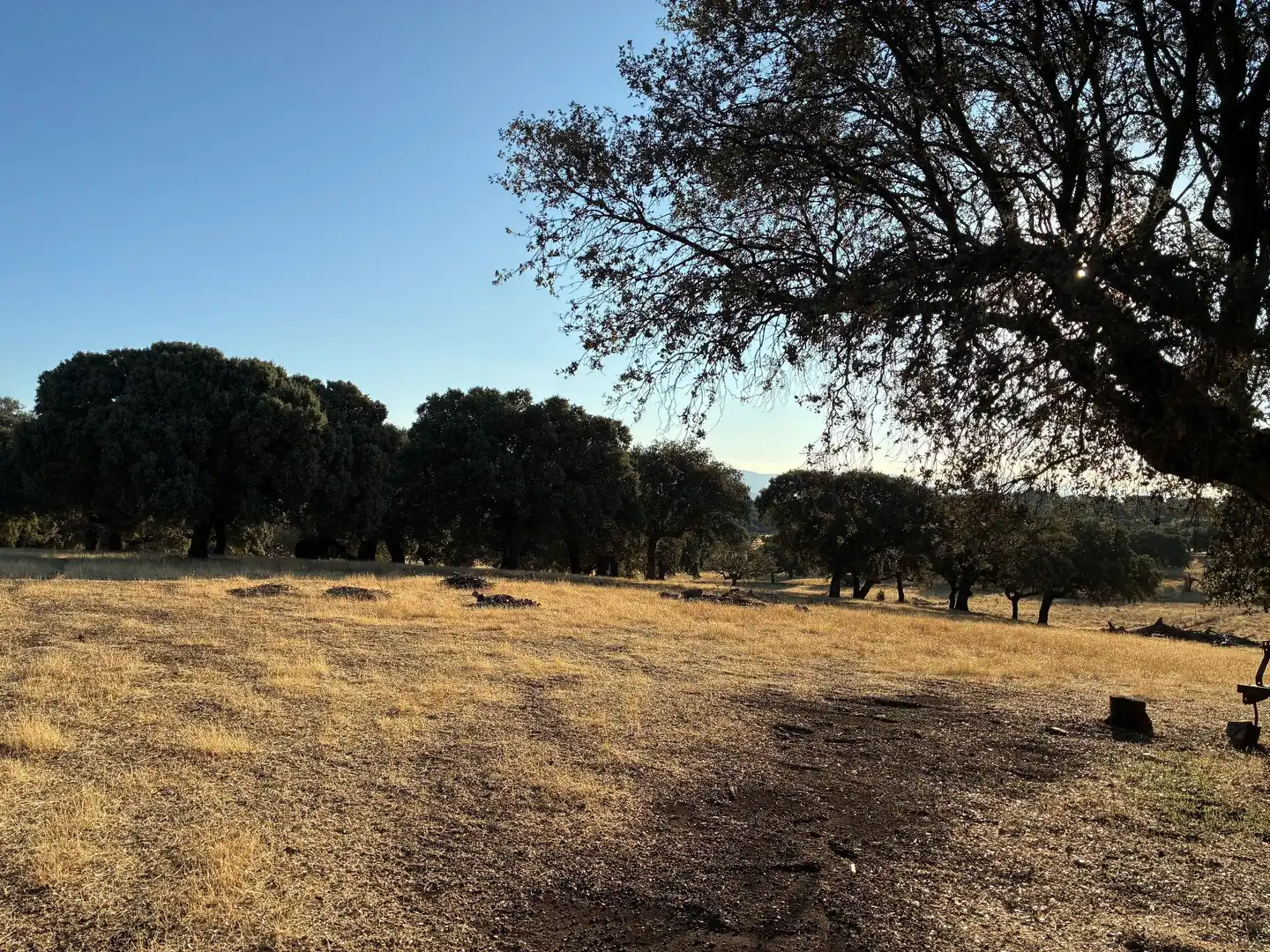 Rural land for sale in Mohedas de la Jara, imagen 3