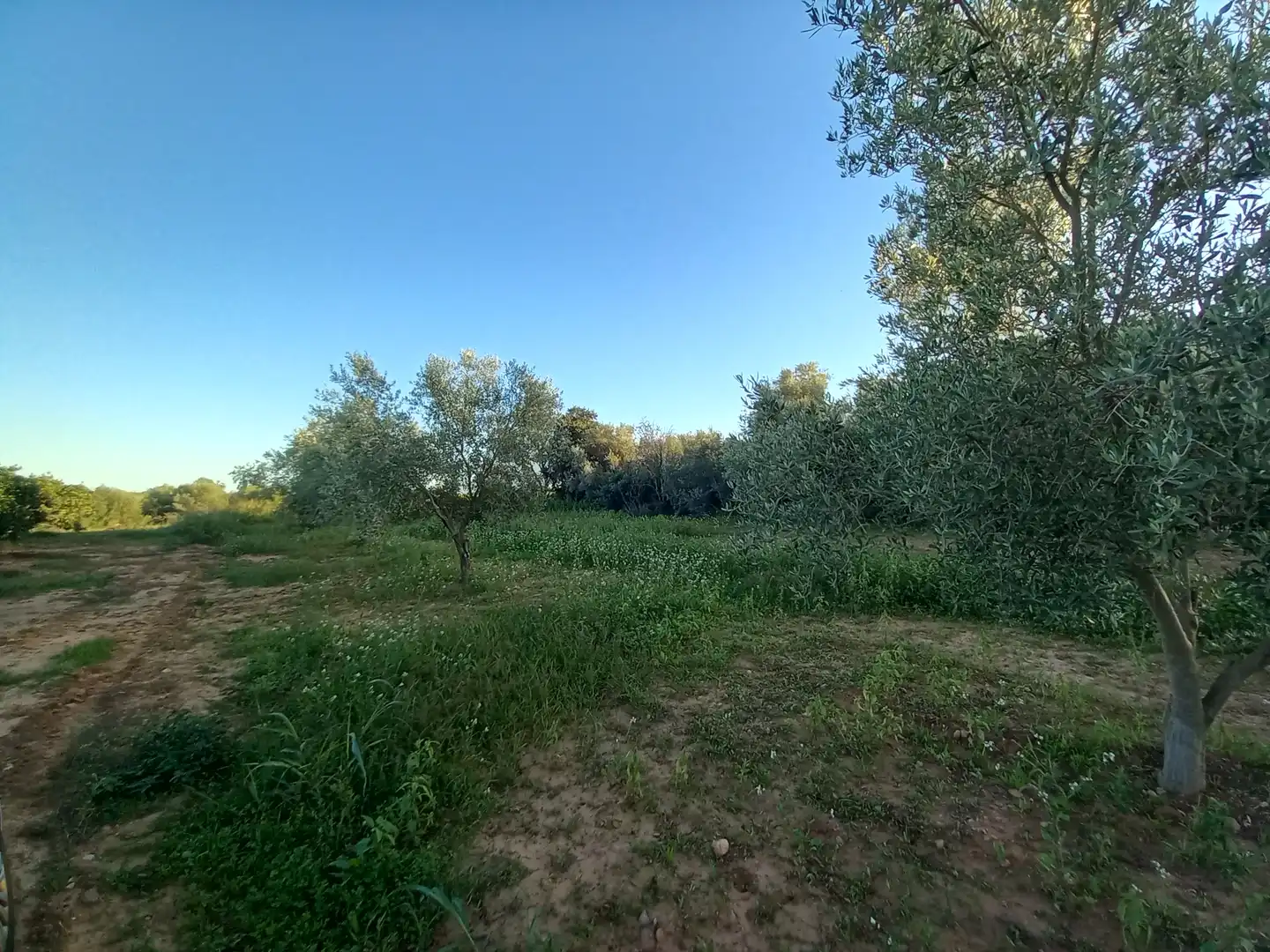 Terreny rústic en venda a Càlig, imagen 3
