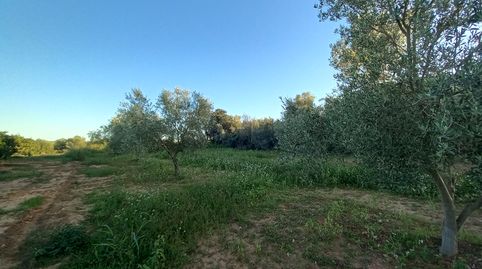 Finca Rústica de Regadío, immagine 3