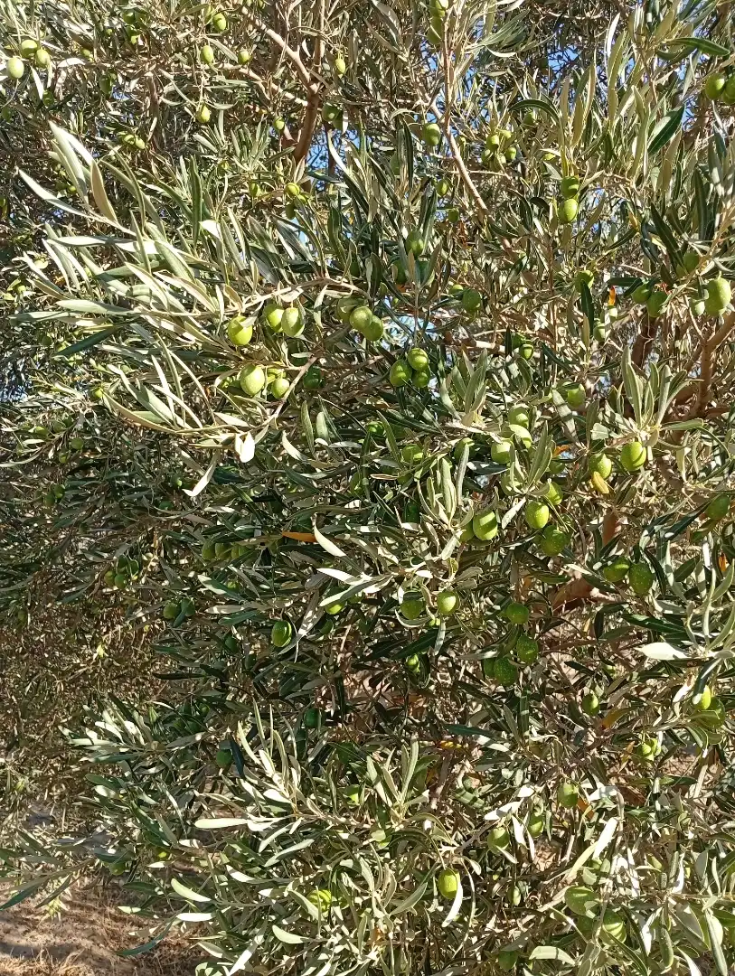 Garten von Grundstücke zum Verkauf in Valle de Abdalajís