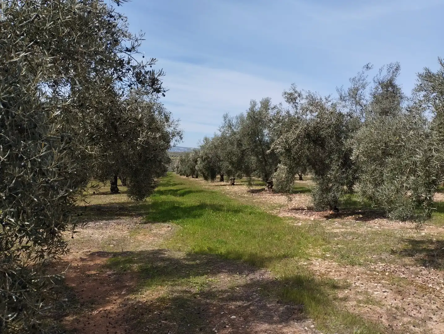 Terreno rustico in vendita a Calle los Yesares, imagen 3