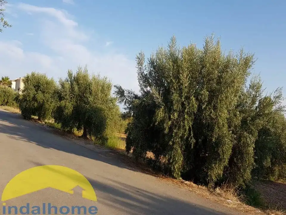 Terrenos y solares en venta en Sorbas, imagen 5