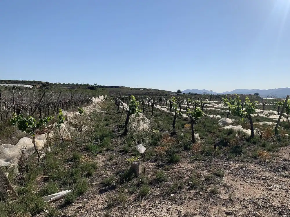 Terreno residencial en venta en Monforte del Cid, imagen 10