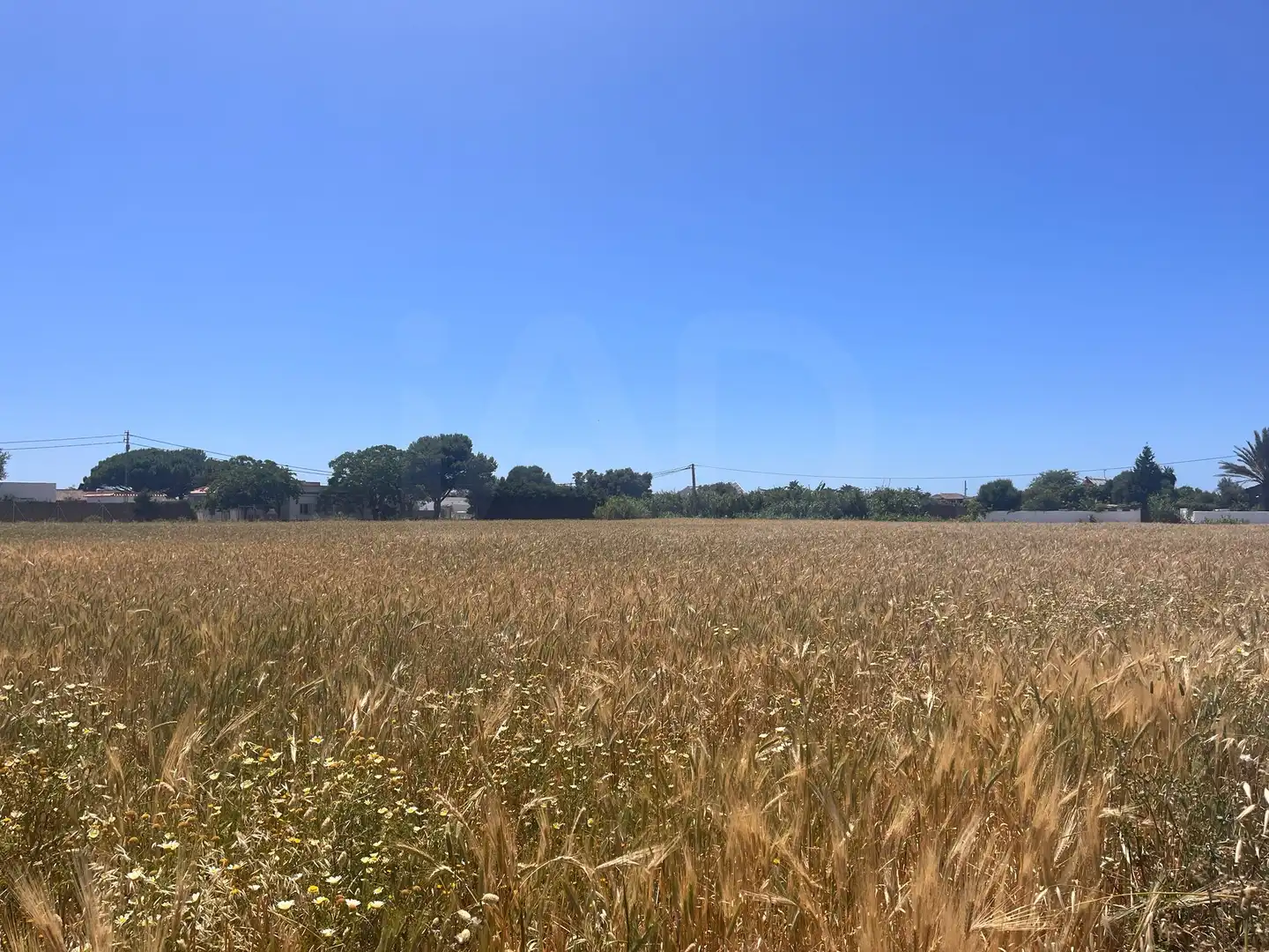 Rustikales Grundstück zum Verkauf in El Palmar, imagen 3