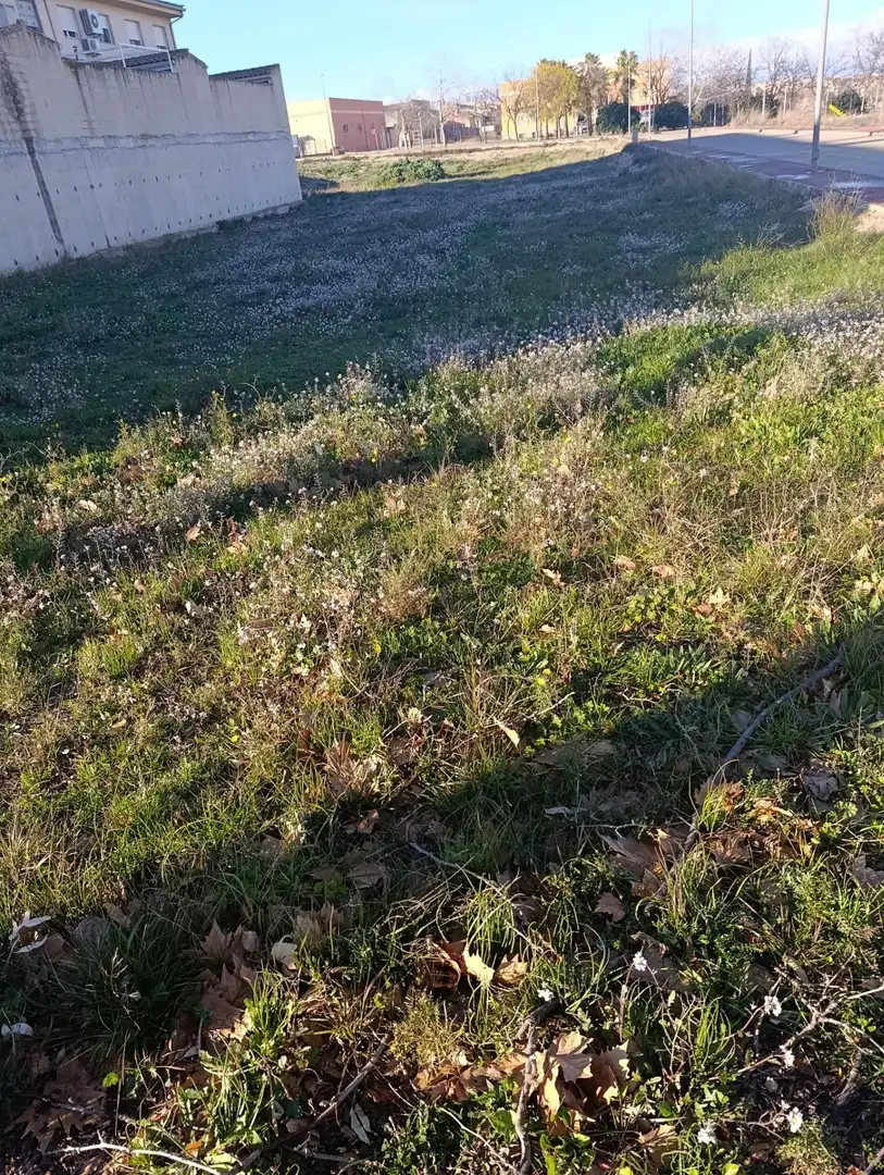 Terreni e lotti in vendita a Bullas, imagen 9