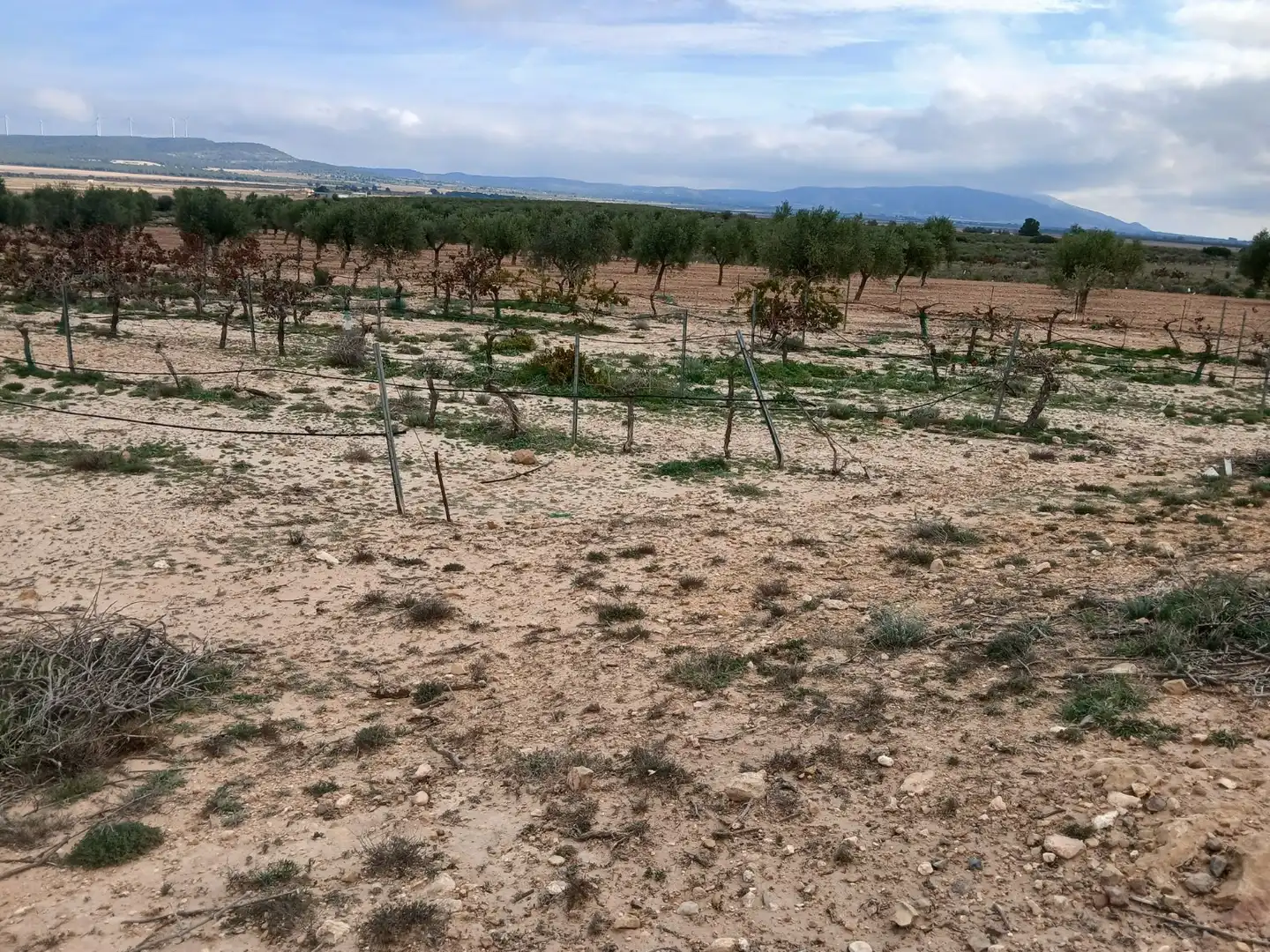 Residential land for sale in Yecla, imagen 14