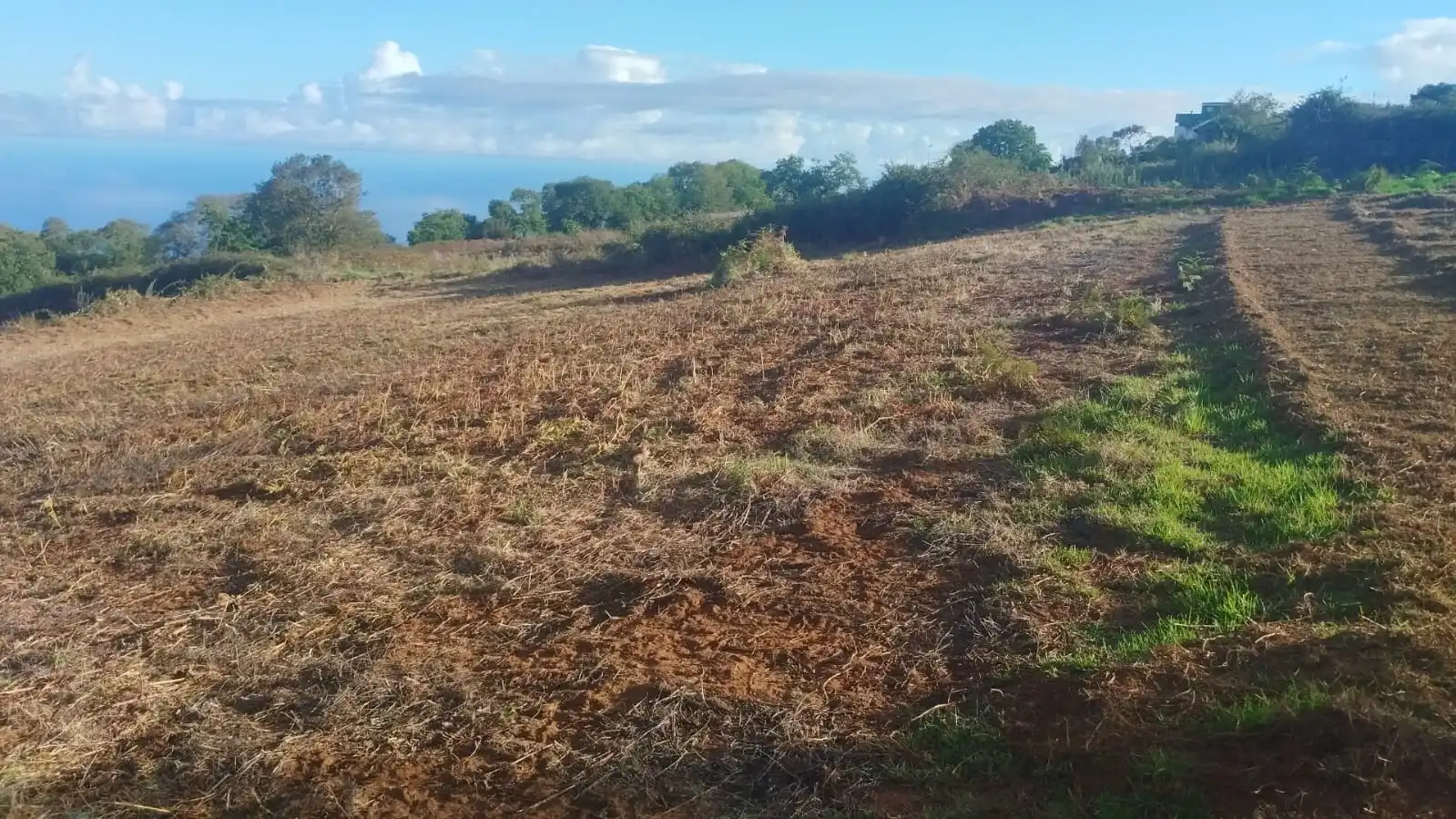 Rural land for sale in El Sauzal