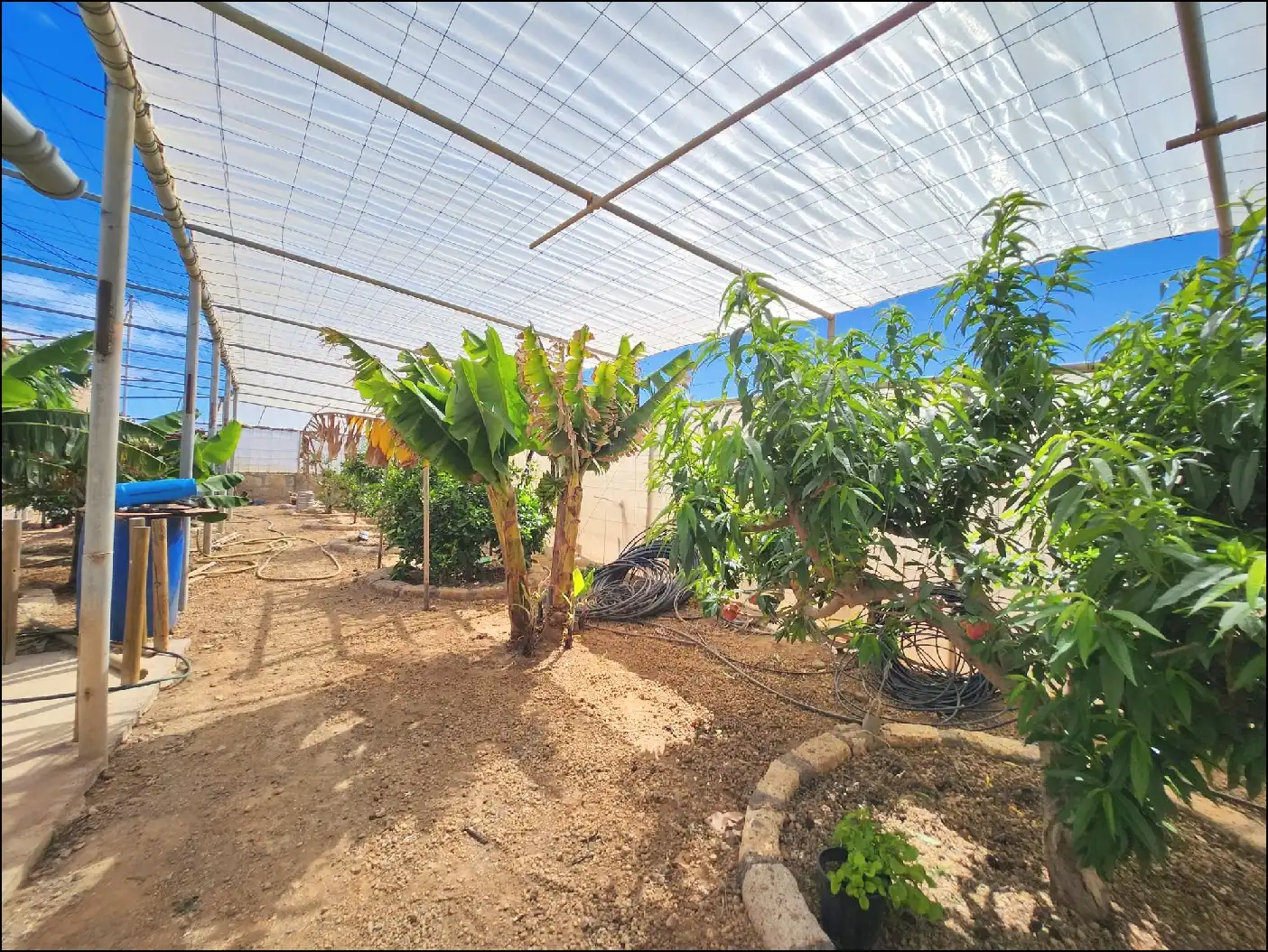 Jardí de Finca rústica en venda en Arico amb Terrassa i Moblat