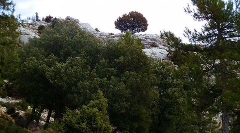 finca en venta pinar maderable caza mayor en Albacete, immagine 3