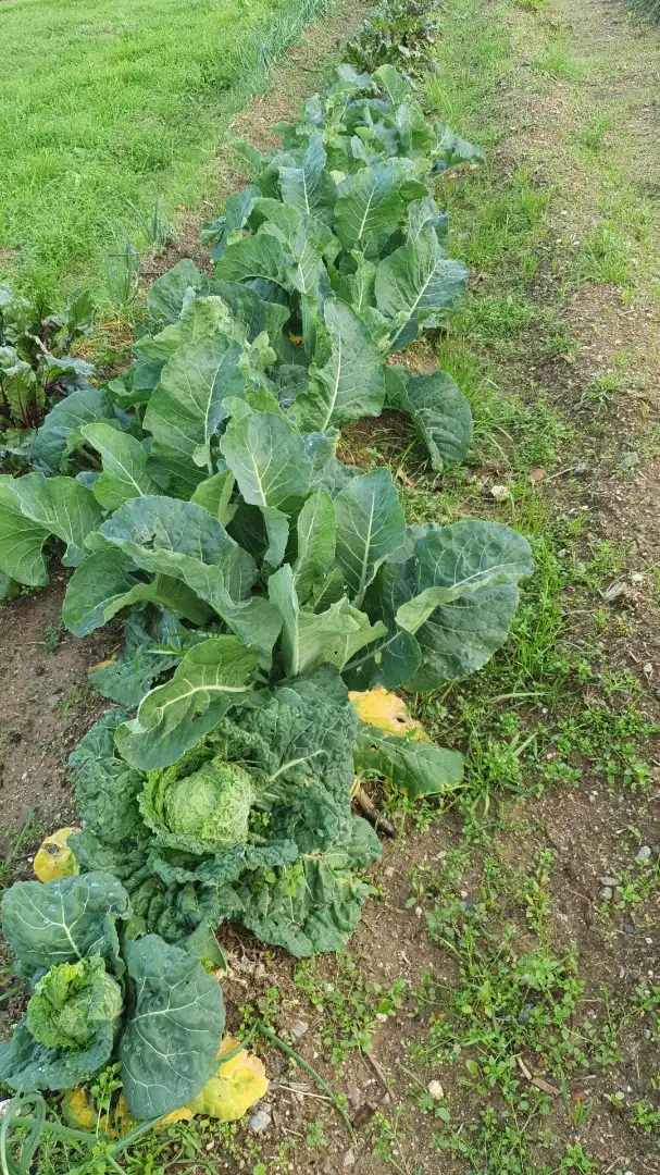 Garden of Land for sale in Garriguella