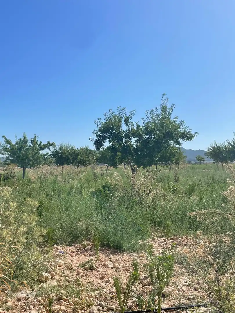 Terreno residencial en venta en El Pinós / Pinoso, imagen 15