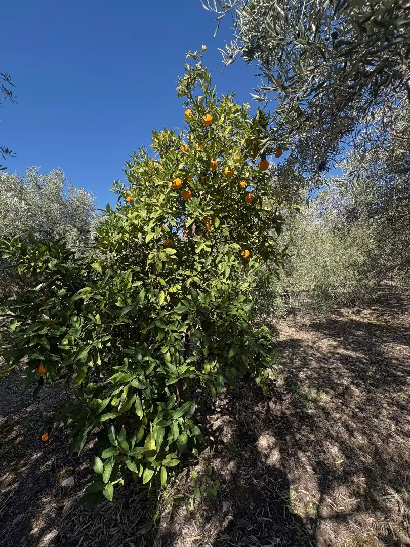 Jardí de Finca rústica en venda en Canjáyar