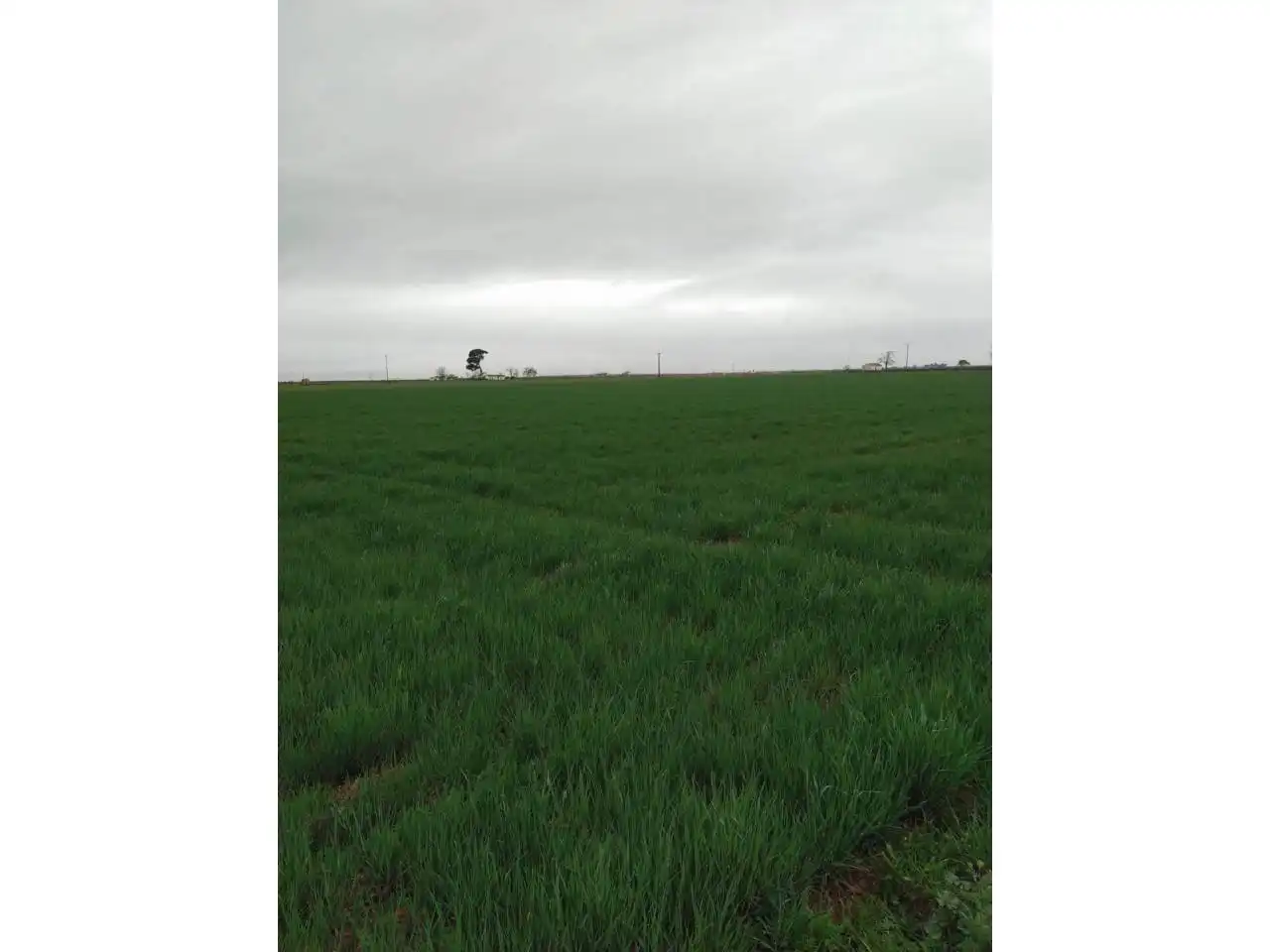 Rural land for sale in Calle casa de caravantes