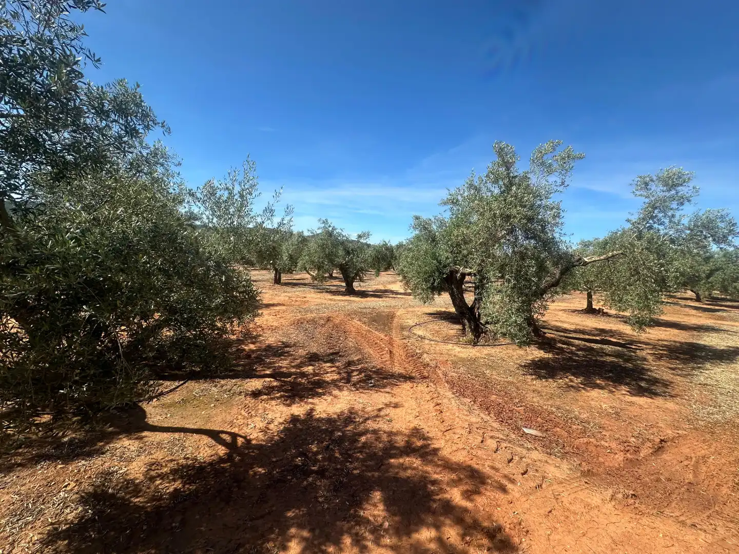 Land for sale in Villanueva de la Reina