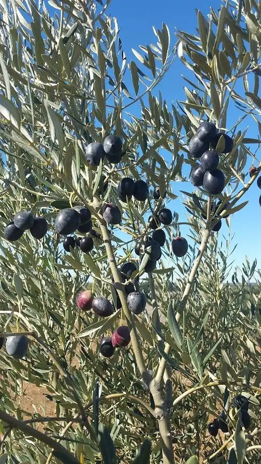 Terreni e lotti in vendita a Alange, imagen 6