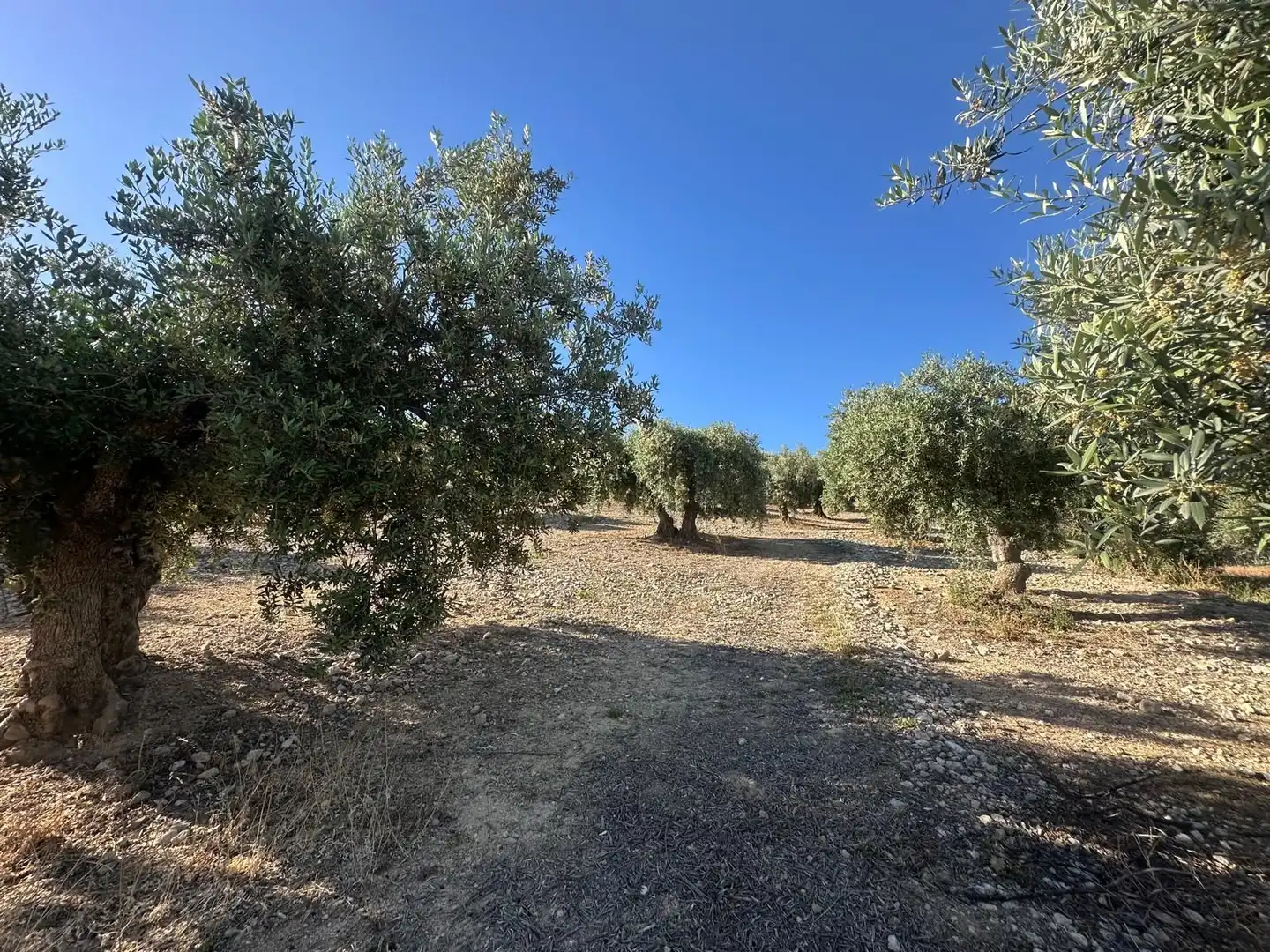 Terreni e lotti in vendita a Atarfe, imagen 7