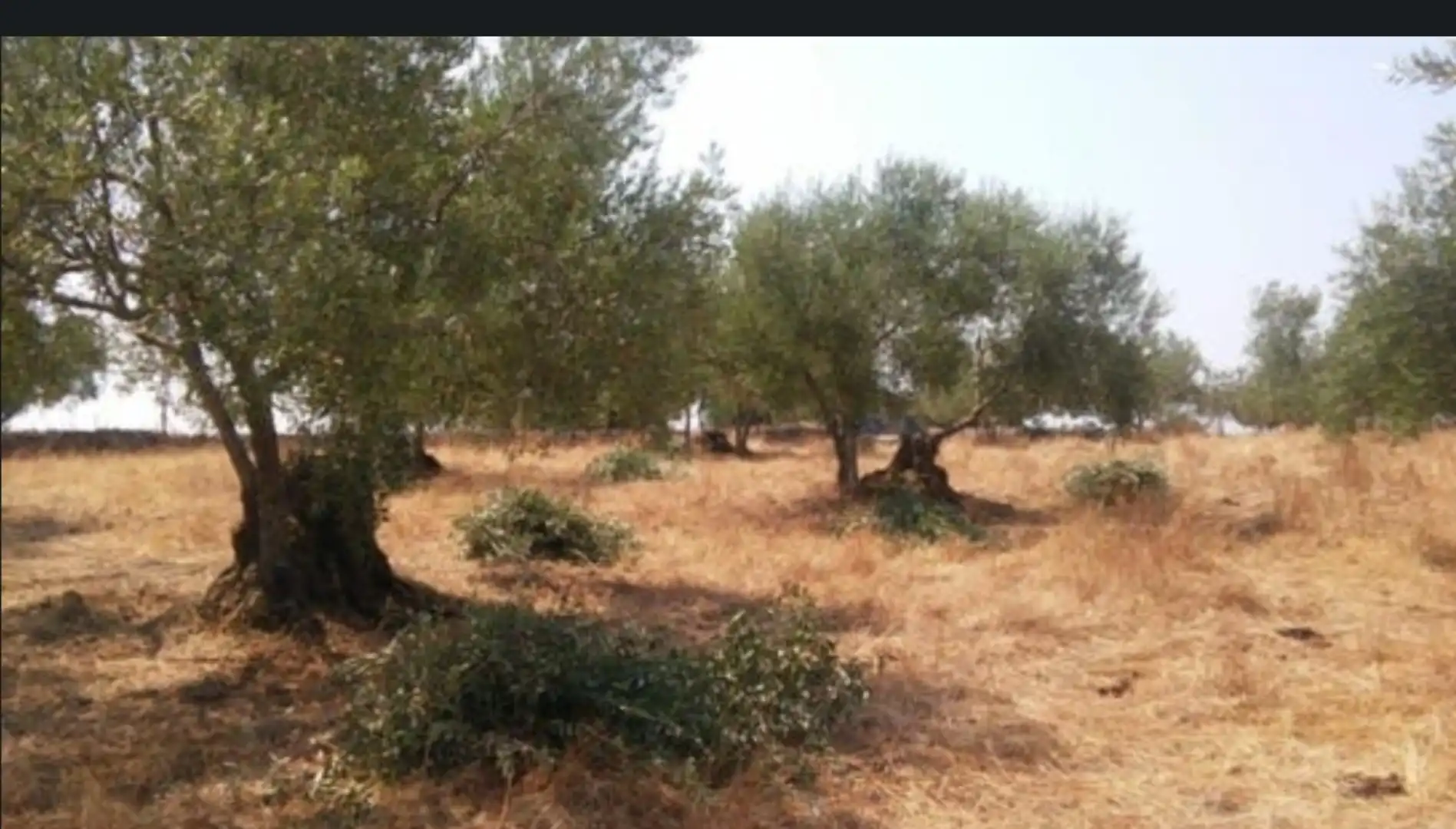 Terreno en venta en Encinasola