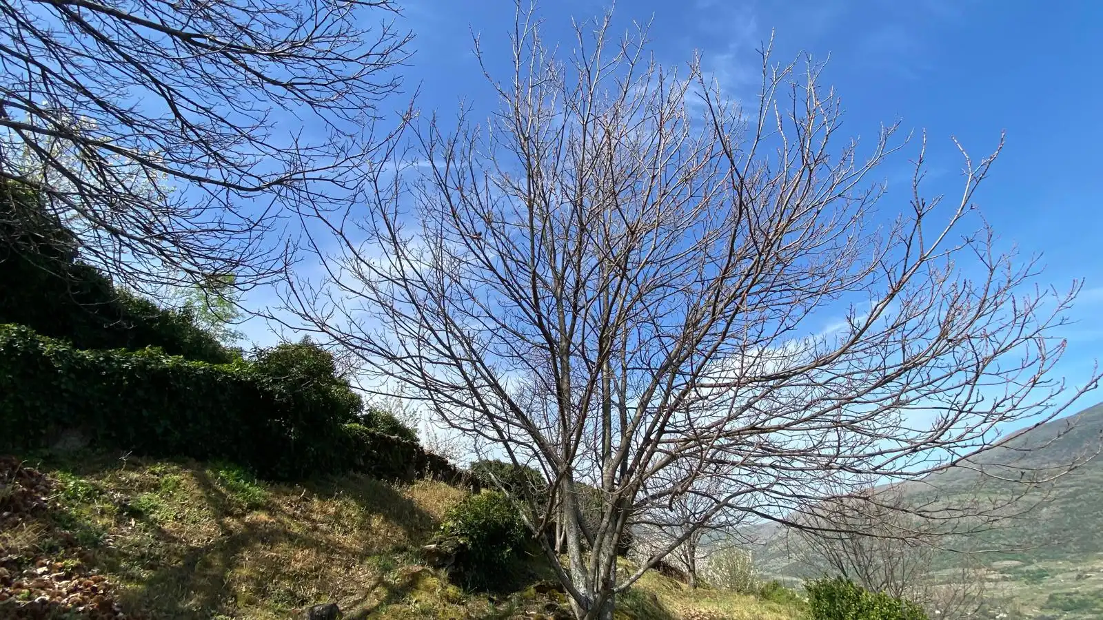 Terreni e lotti in vendita a Casas del Castañar, imagen 19