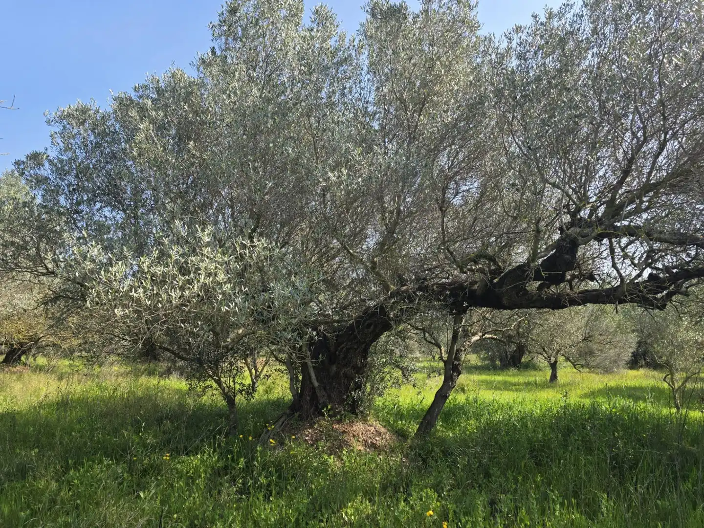 Terreno rustico in vendita a del Polígon Industrial 'La Ravaleta', imagen 10