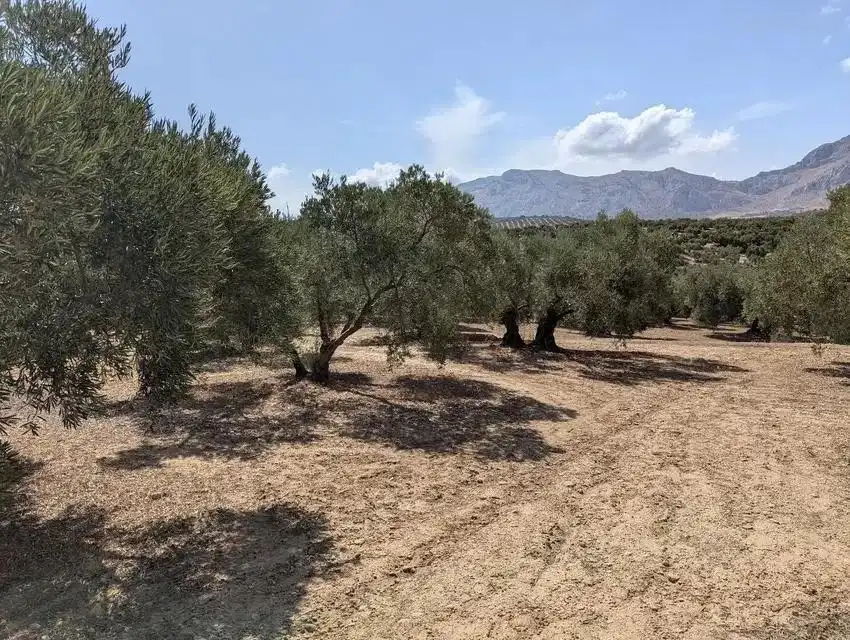 Terrenys i solars en venda a Zona de la Vega, imagen 2