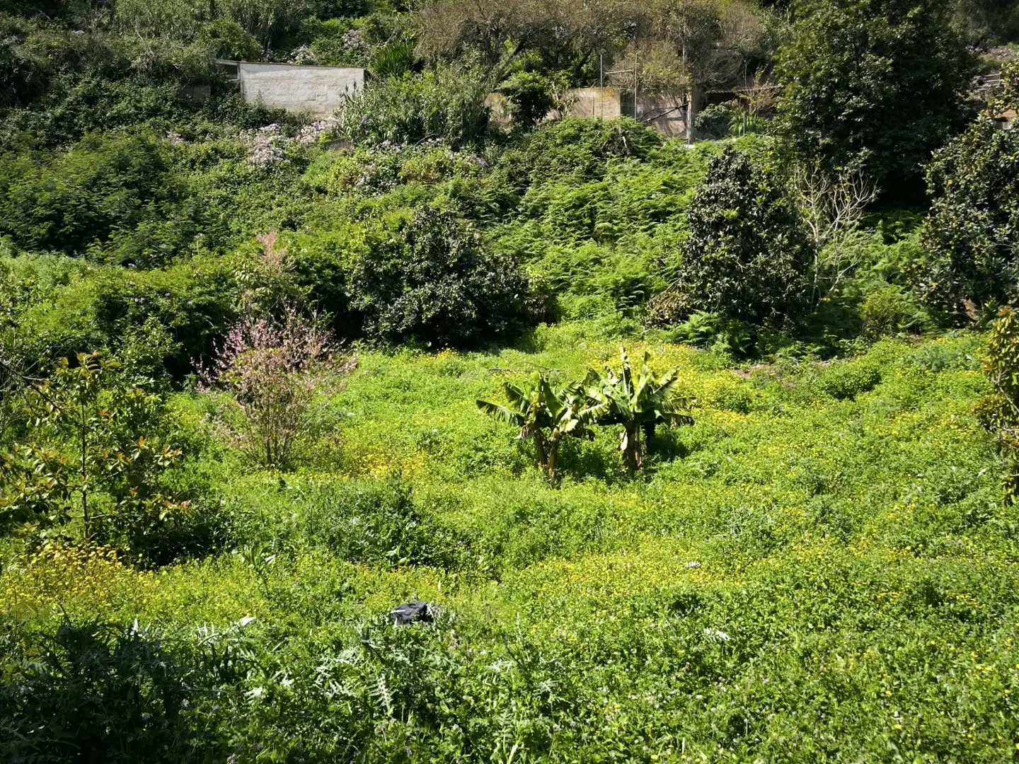 Finca rústica en venta en Moya (Las Palmas)