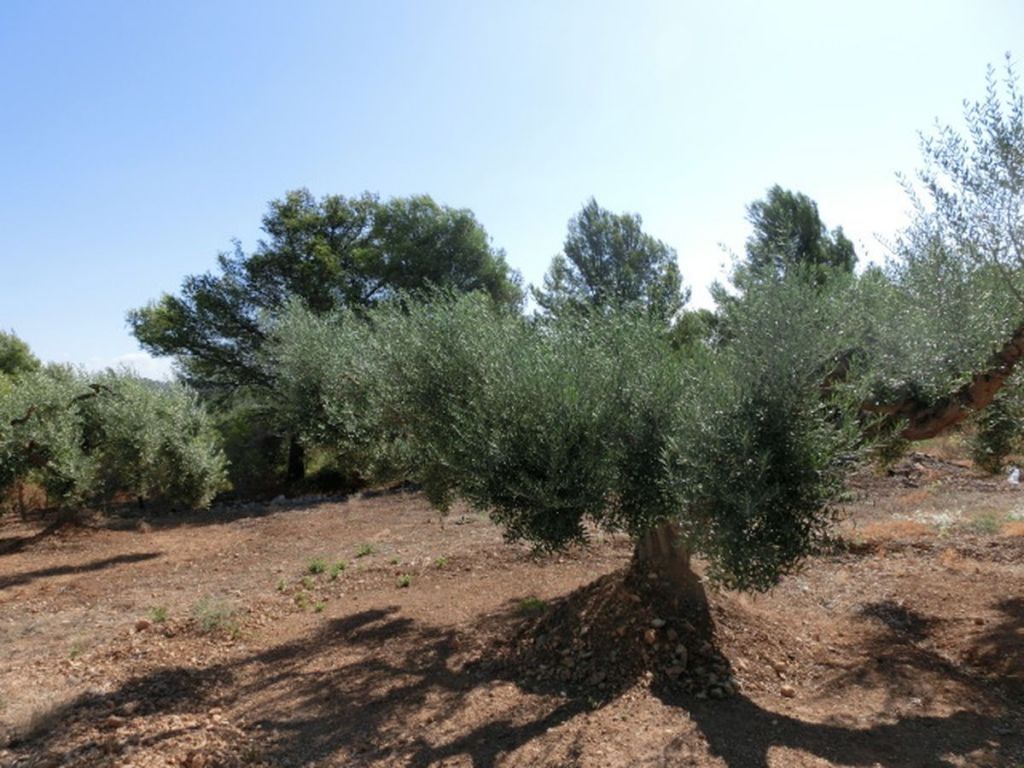 Country house for sale in Alcanar