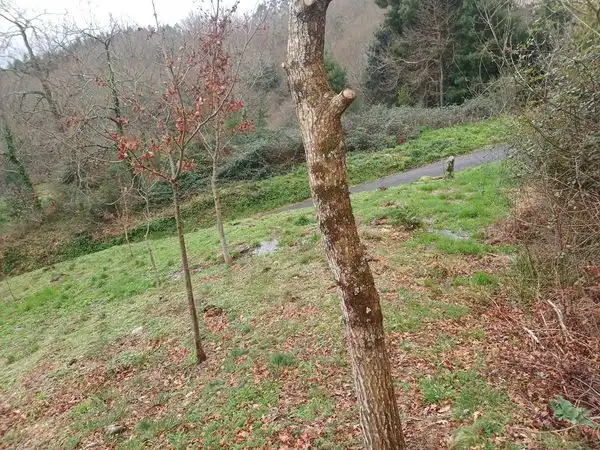 Terreno residenziale in vendita a Rua Pintelos, imagen 21