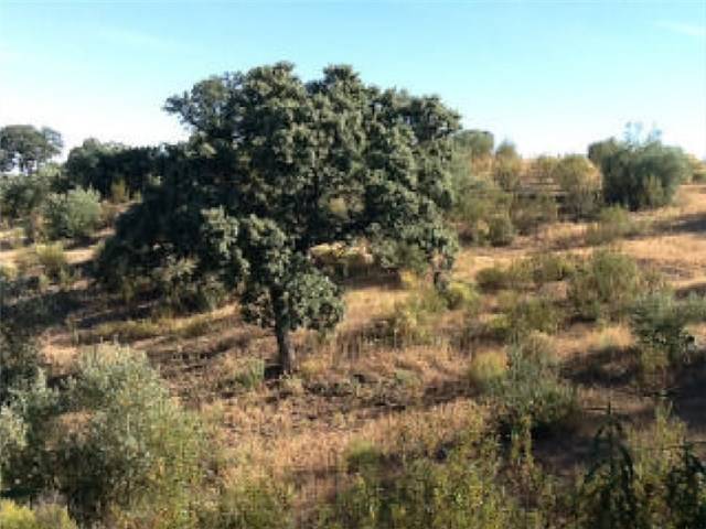 Terreno en Venta en Cañada Larga en Alcaracejos