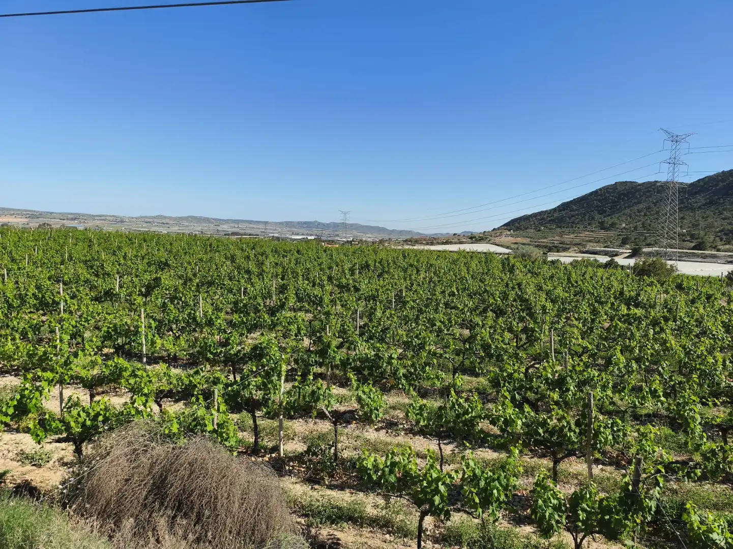 Terreno rústico en venta en Monforte del Cid - Paraje la Serreta, imagen 7
