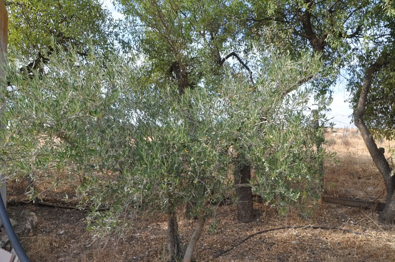 Garden of Residential for sale in Villanueva de Alcardete
