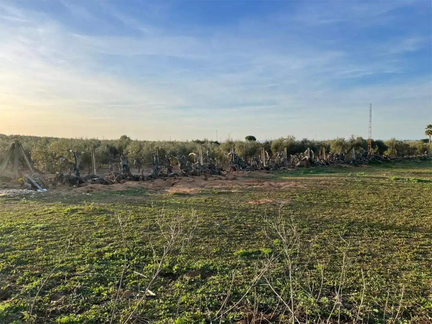 Terreno en venta en Benacazón