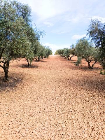 Terreno en Venta en Mollina