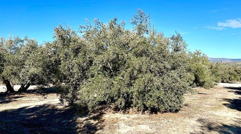 Terreno en venta en Cortijo Calancha, Jódar., immagine 5