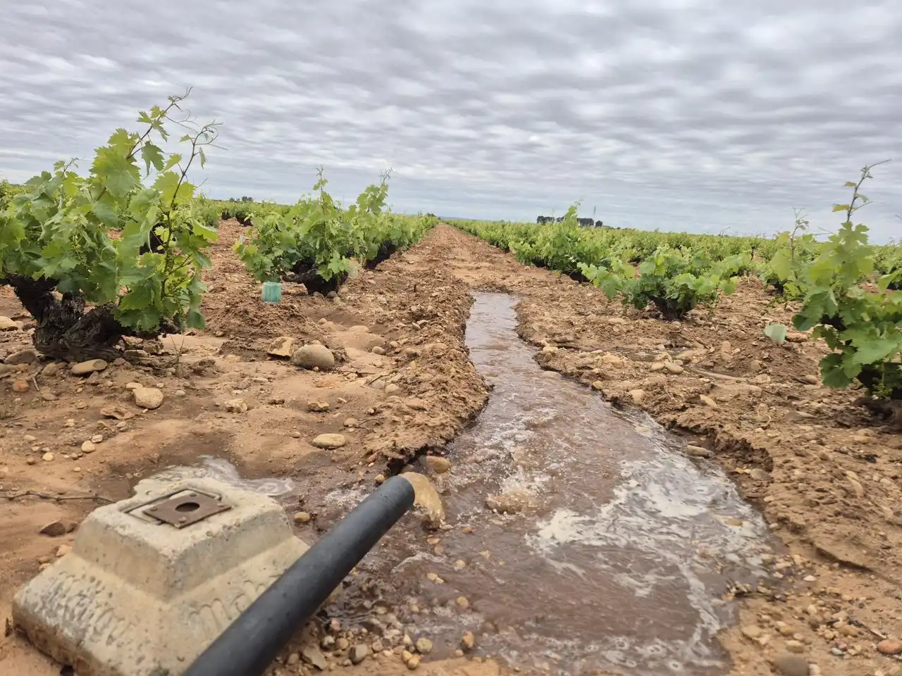 Terreny rústic en venda a Casa Masca - Puente Romano, imagen 10