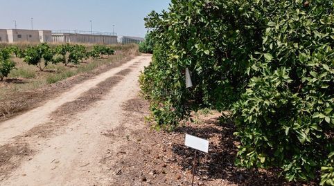 Huerto de naranja en plena producción, immagine 4