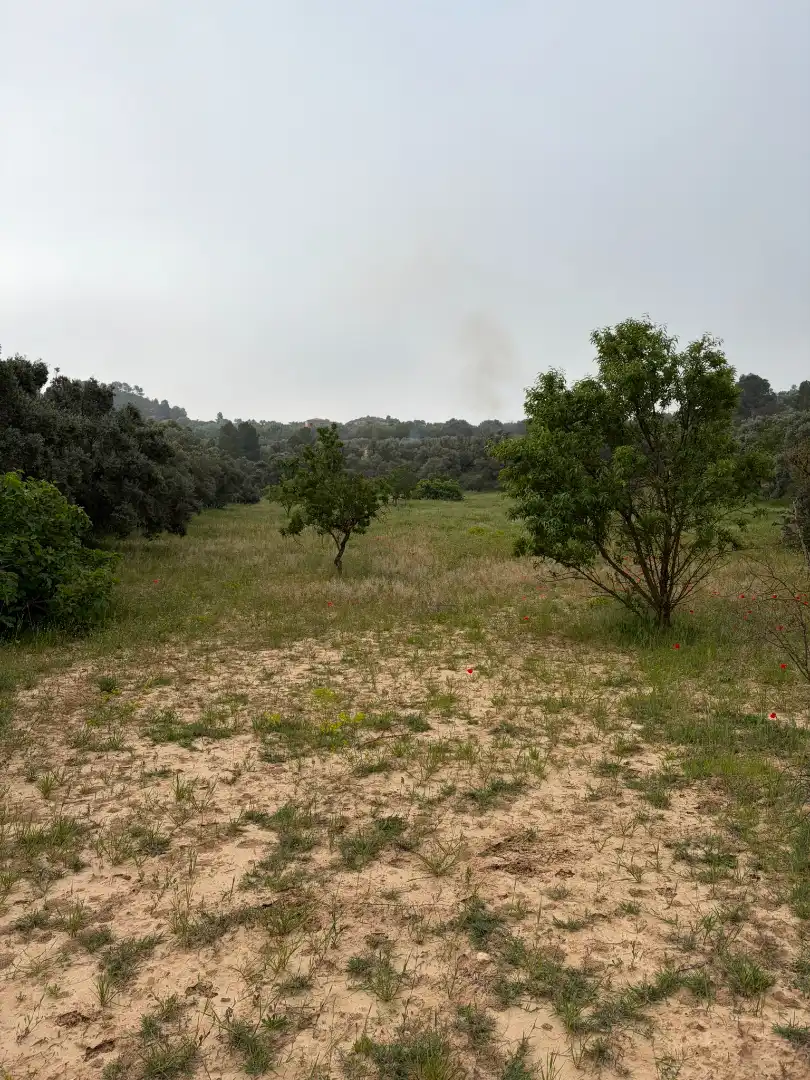 Terreno rustico in vendita a Ascó, imagen 4