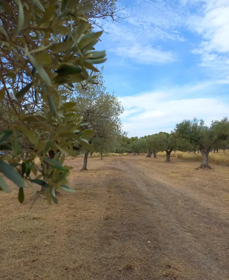 Jardín de Finca rústica en venta en Tivissa