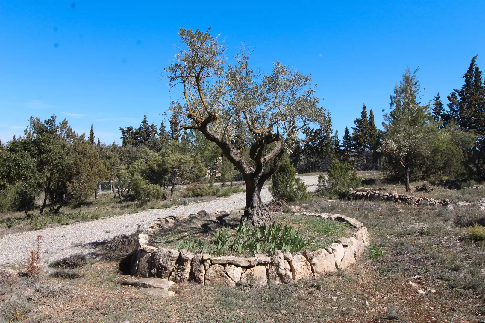 Jardín de Casa o chalet en venta en Sinarcas con Terraza