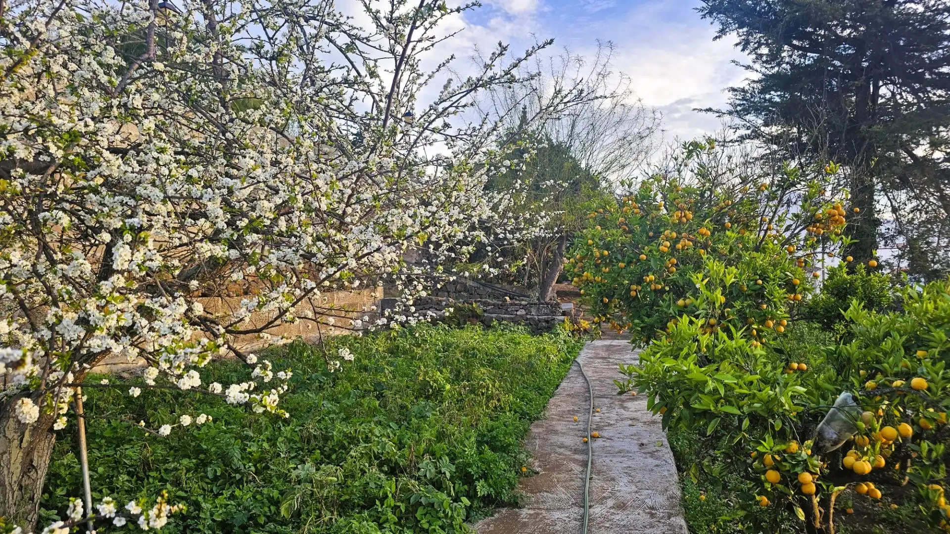 Garden of Houses for sale in La Matanza de Acentejo  with Heating, Private garden and Terrace