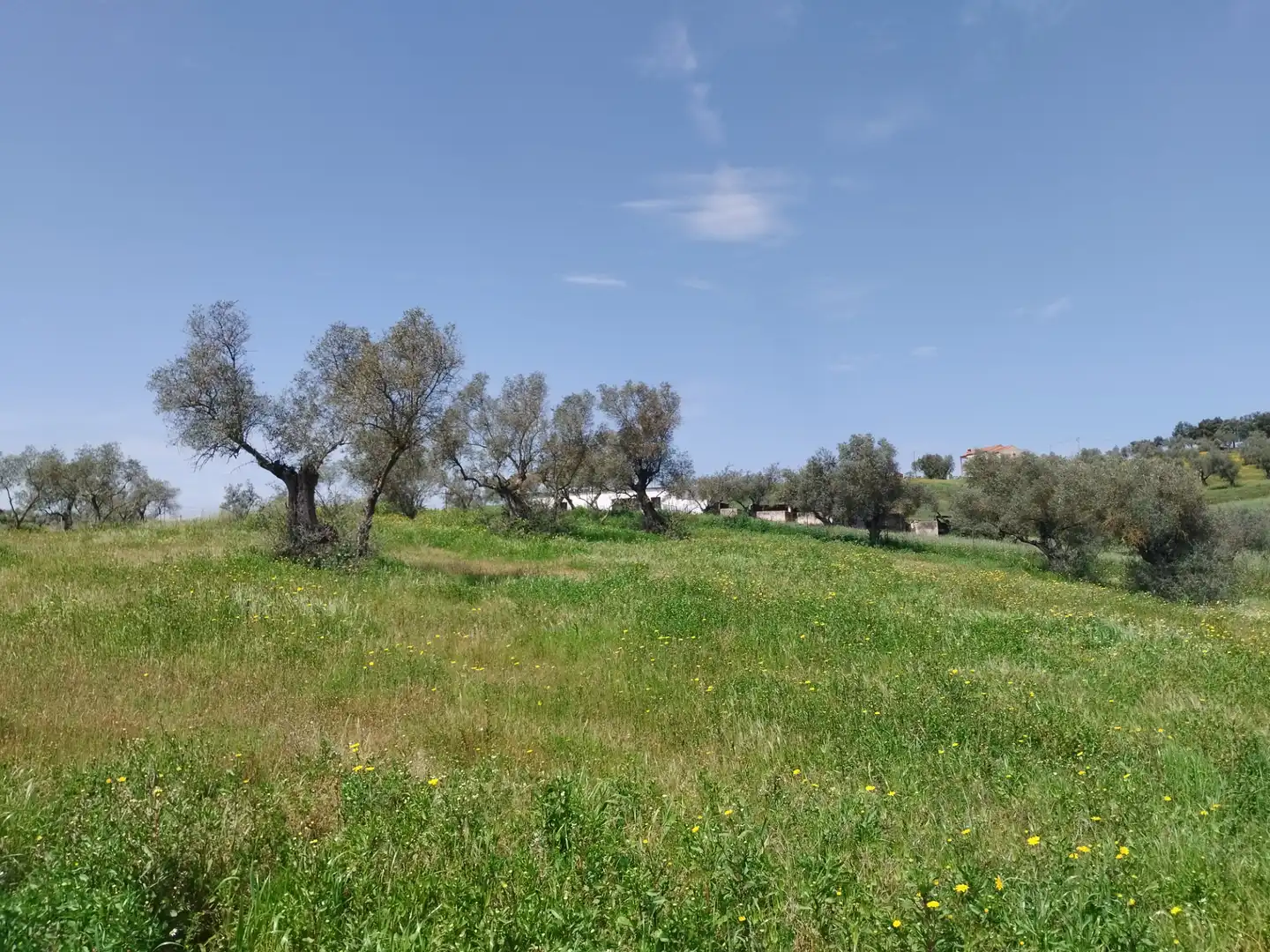 Terreno en venta en Oliva de la Frontera