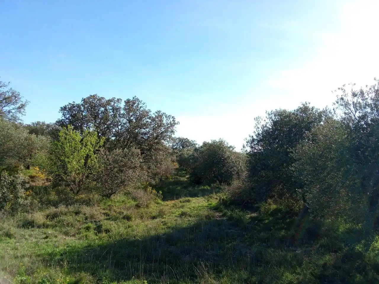 Terreno en venta en Alfántega