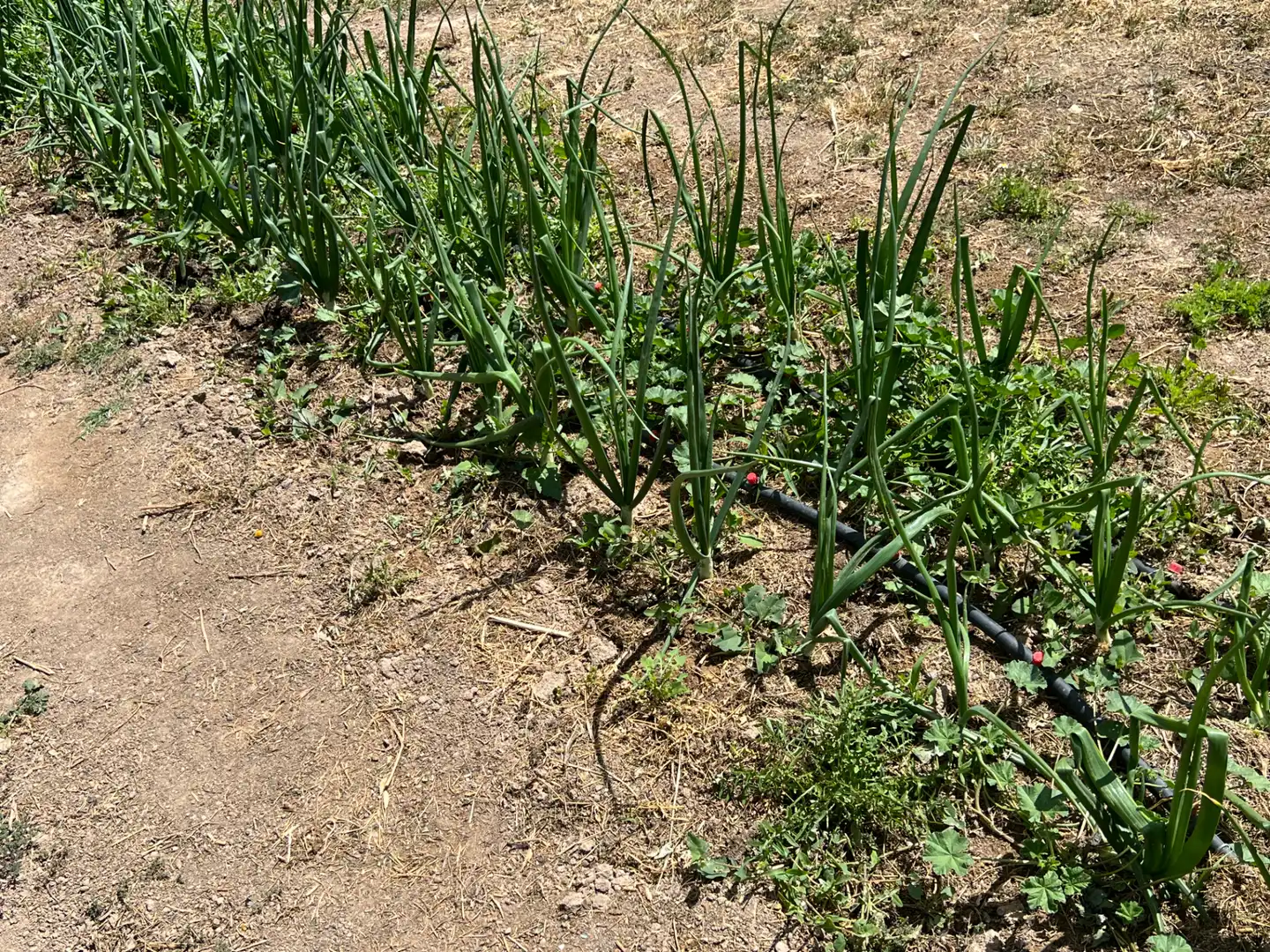 Terreni e lotti in vendita a Barrios rurales del oeste, imagen 9